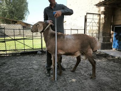 Arashan qóchqorlari