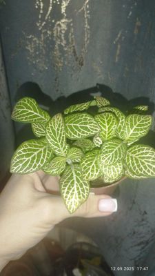 Продаются Шикарные Фитоннии