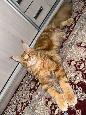 Рыжие коты Мейн кун полидакты