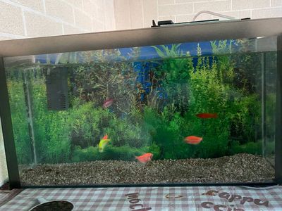 akvarium sotiladi komplekt