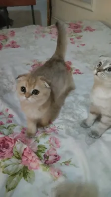 Sotiladi Skotish fold