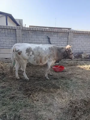 Сигир сотилади 8ойдан утган