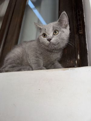 котенок скотиш страйт