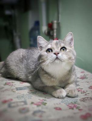 Скотиш страйт девочка