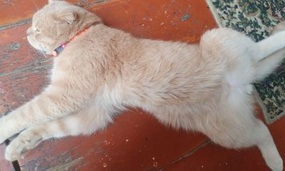 Скотиш фонд кошка