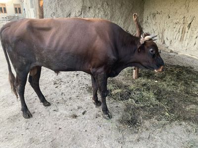 Buqa sotiladi olish istagidagilar bulsa gaplashamz