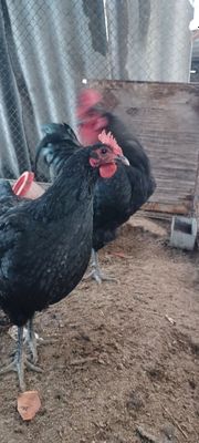 Qora Shahzoda tuhumlariga buyurtma olamiz