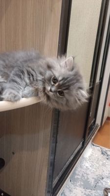 Британский длиношерстный котенок
