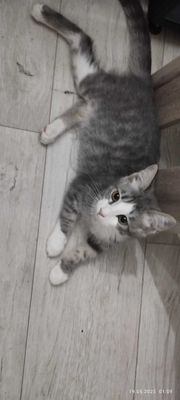 Котятки в добрые и заботливые руки
