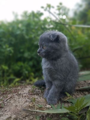 Zoti: Scottish Fold, aqlli lotok biladi