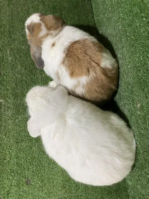 Sotiladi Karlik baran quyon nar, продается карлик баран самец