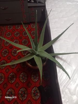 7 yillik aloe guli