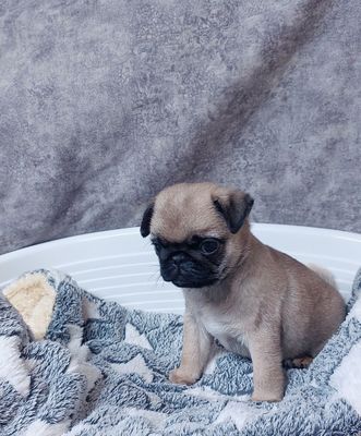 MOPS Kuchukchalari