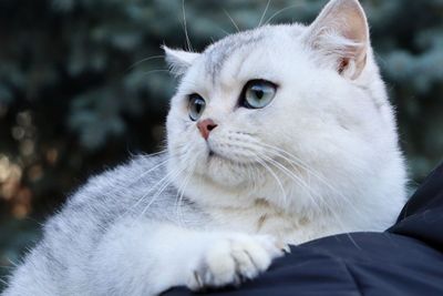 Продаётся чистокровный Британский серебристая привазной девушка