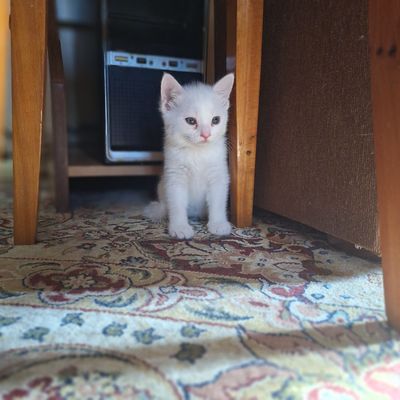 Отдам котят в добрые руки бесплатно