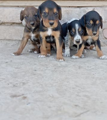 Ovchi it erkak 2 tasi