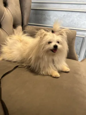 Шпиц собака продается