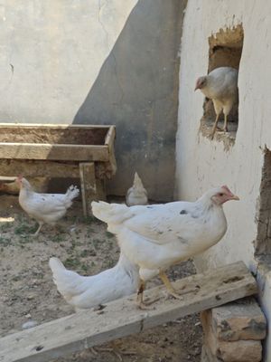 Нусушки Хай лайн белый куры