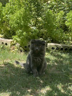 Koshka domashniy uyda boqilgan