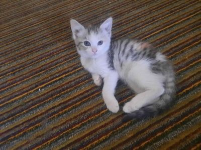 Котята в добрые руки - мушукчалар мехрибон кулларга