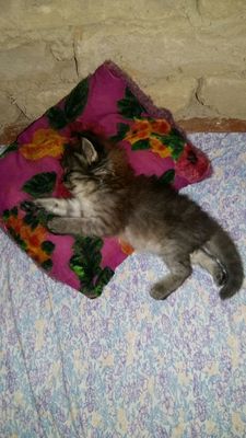 Котята от сибирской кошки