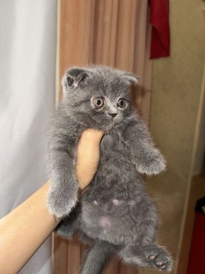 Скотиш фолд чистокровная