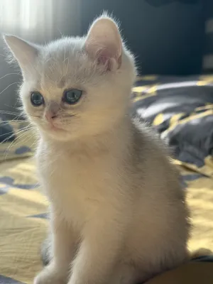 Продается шикарный мальчик. Игривый , Ласковый .