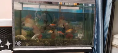 akvarim baliqlar yana filtiri sotiladi narxi