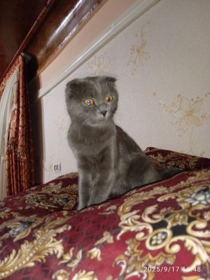 Mushugim sog'lom va yaxshi ovqatlanadi