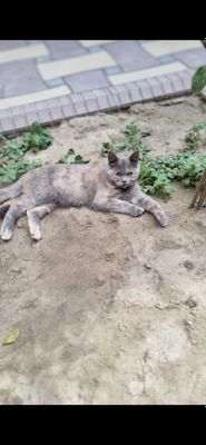 Кошка британская короткошёрстная