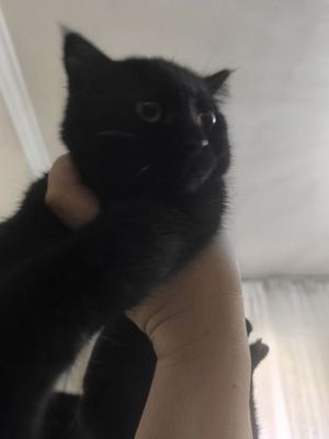 Домашнее животное
