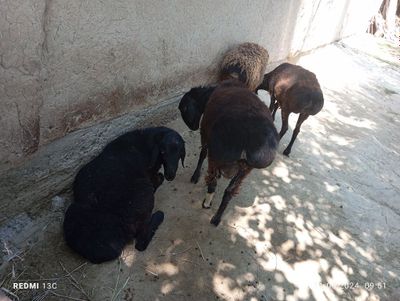 Qoyla 35 kg 40 jiloli qoyla nazarbek qurbonlikka qoy