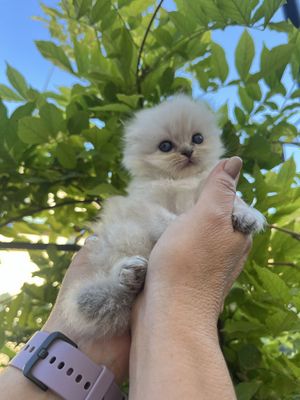 Продаются котята порода :Шотландский вислоухий,скоттиш ФОЛД.Цена 150$