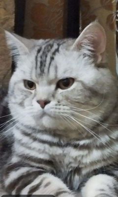Вязка. Насл олиш