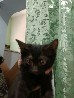 отдам котят в хорошие руки