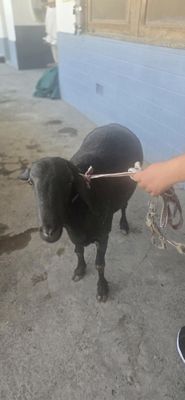 Srochna Quy sotiladi 50 dan tepa quy
