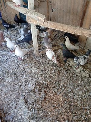 Продажа птиц голуби