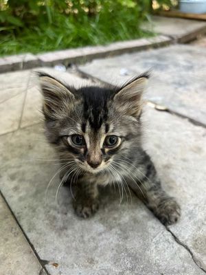 отдам даром котят