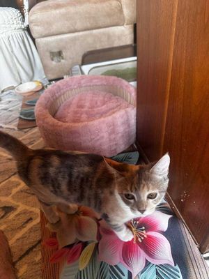 Продам котенка Scotish stright с символическую цену