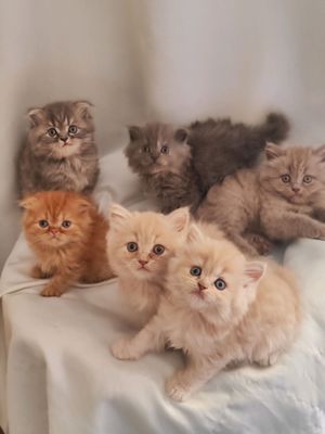 Продаются котята