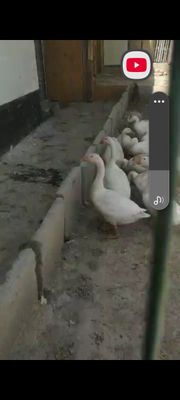 o'rdaklar утки продажа
