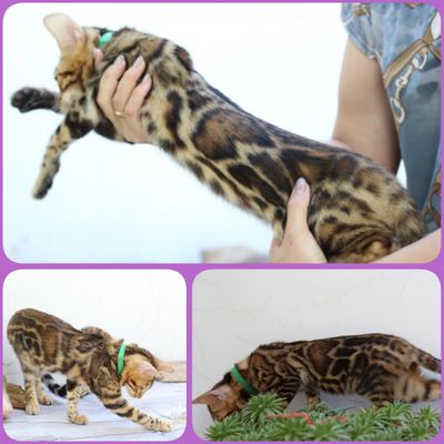 бенгальская кошка девочка
