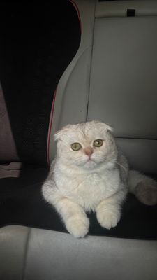 Кошка