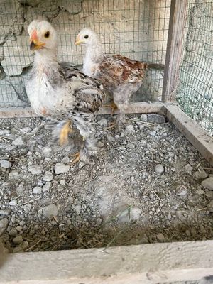 Соглом жужалар хонаки