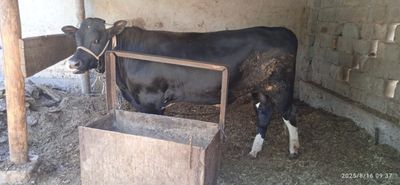 Гибрид ҳўкизча наслликка