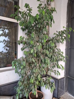 Продаётся фикус бенджамина