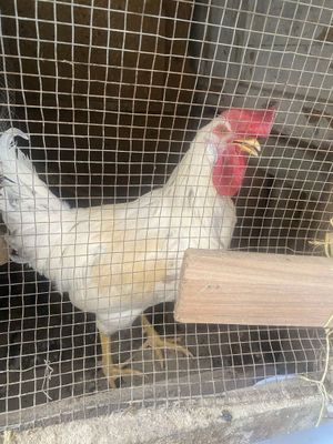 Хороз сотилади акция бошланди соглом ёш кон чикаришга