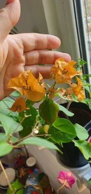 бугенвилия жёлтая и белая