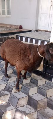 Zotli xisori qochqorlar sotiladi tirik vazni 135 kilo