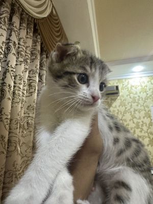Продается скоттиш фолд